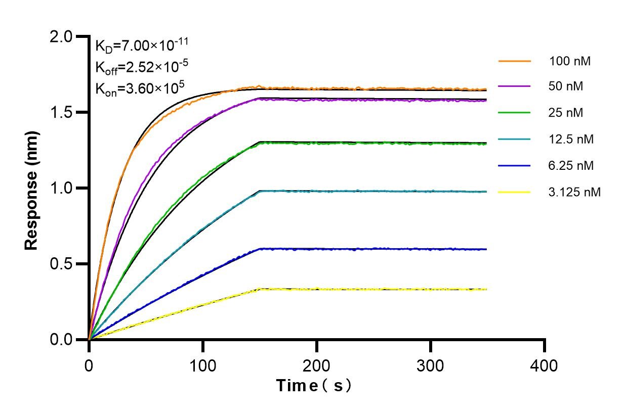 Affinity and Kinetic Characterization of 84973-1-RR