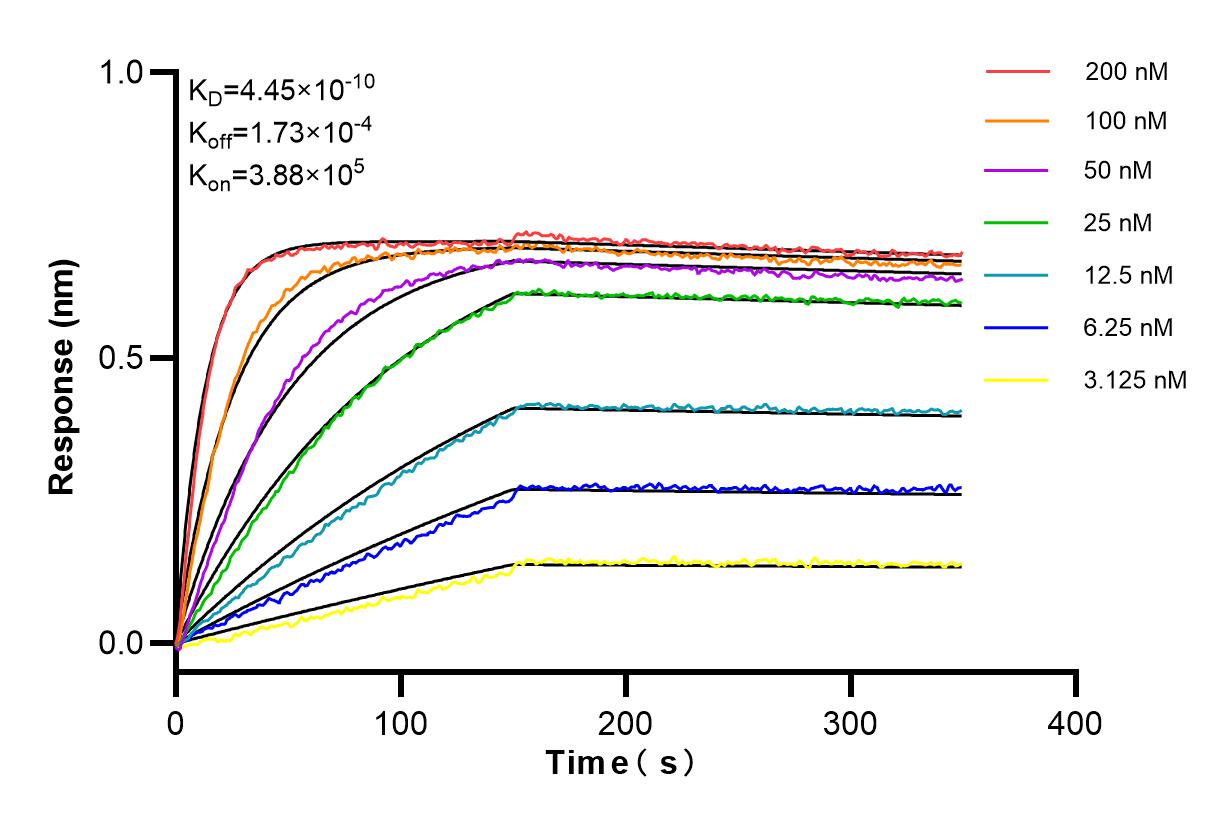 Affinity and Kinetic Characterization of 84982-1-RR