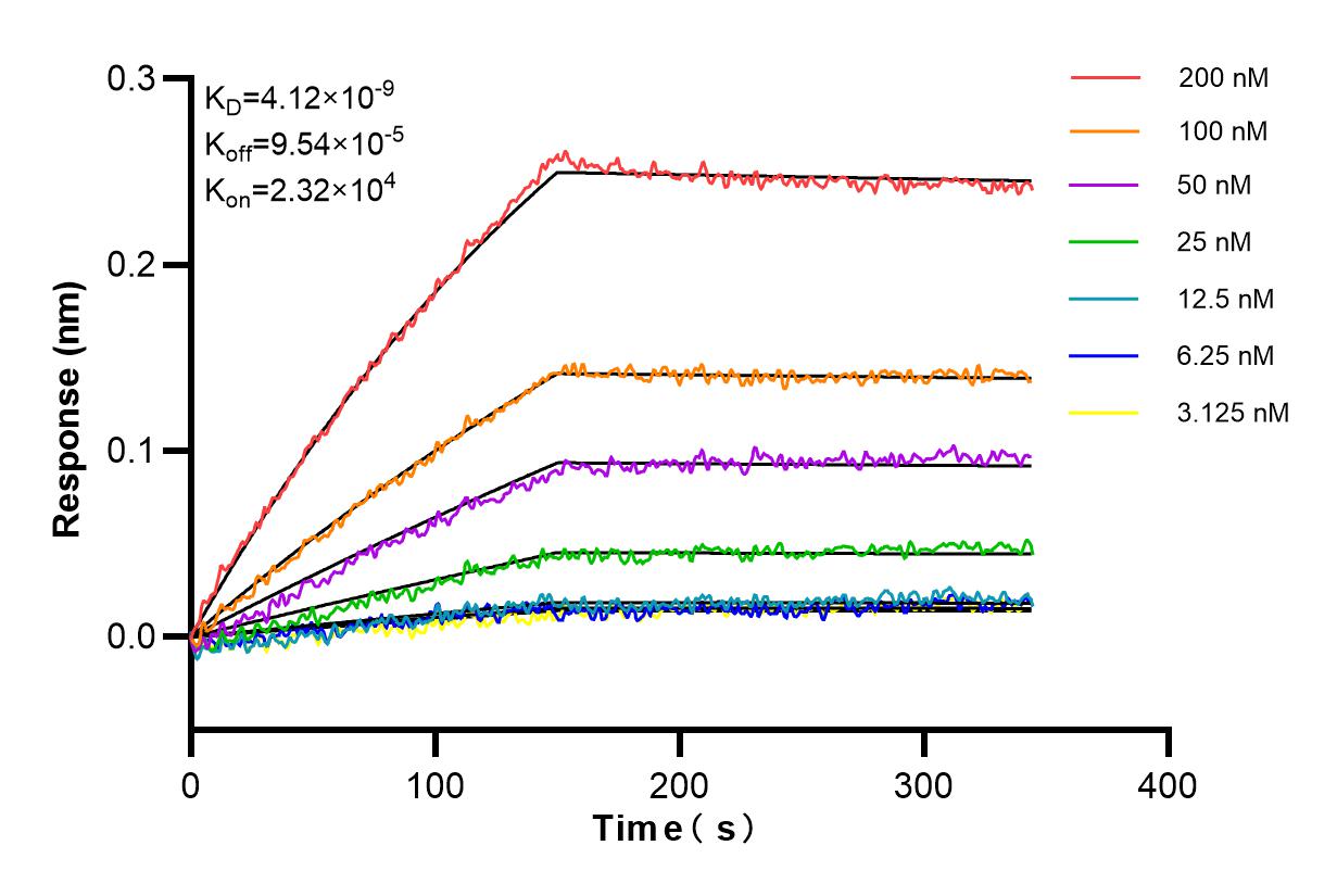 Affinity and Kinetic Characterization of 84999-4-RR