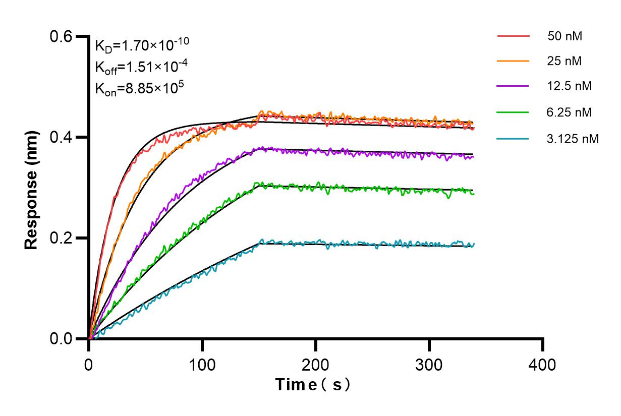 Affinity and Kinetic Characterization of 85000-4-RR