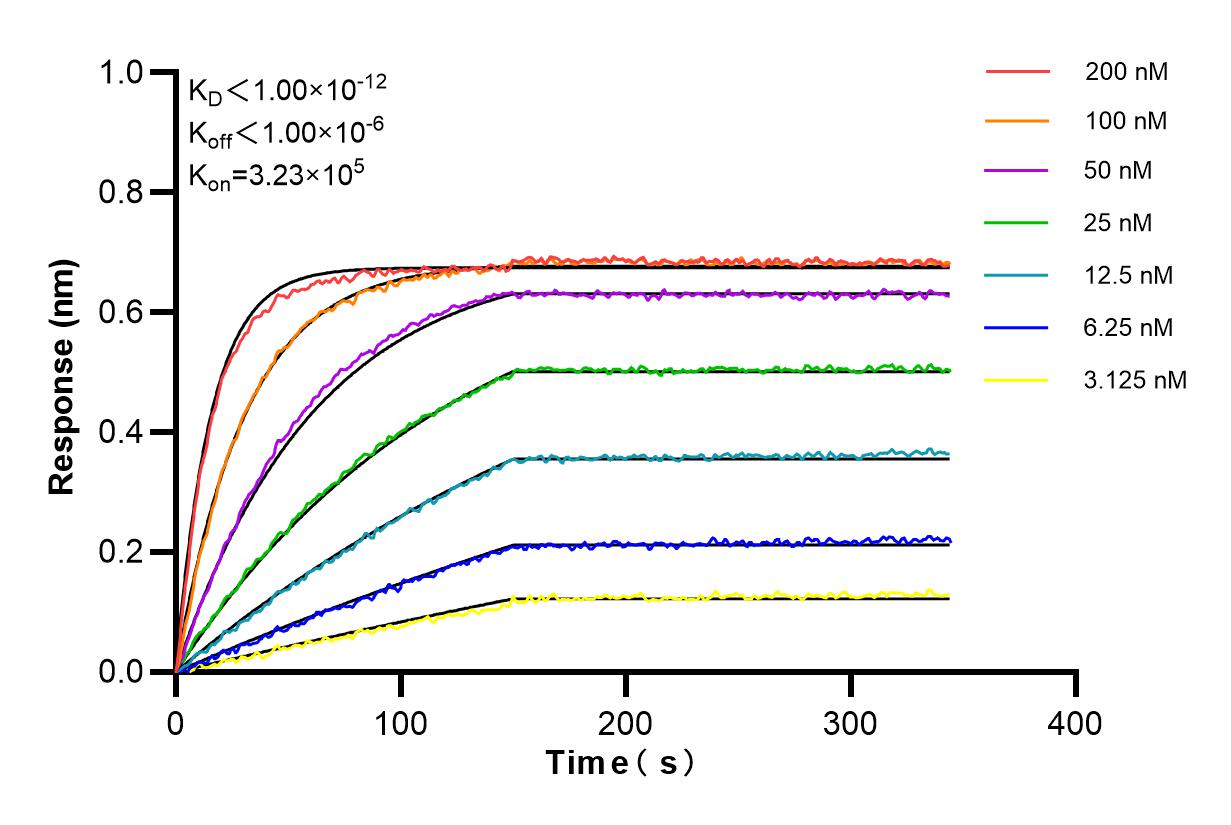 Affinity and Kinetic Characterization of 85010-1-RR