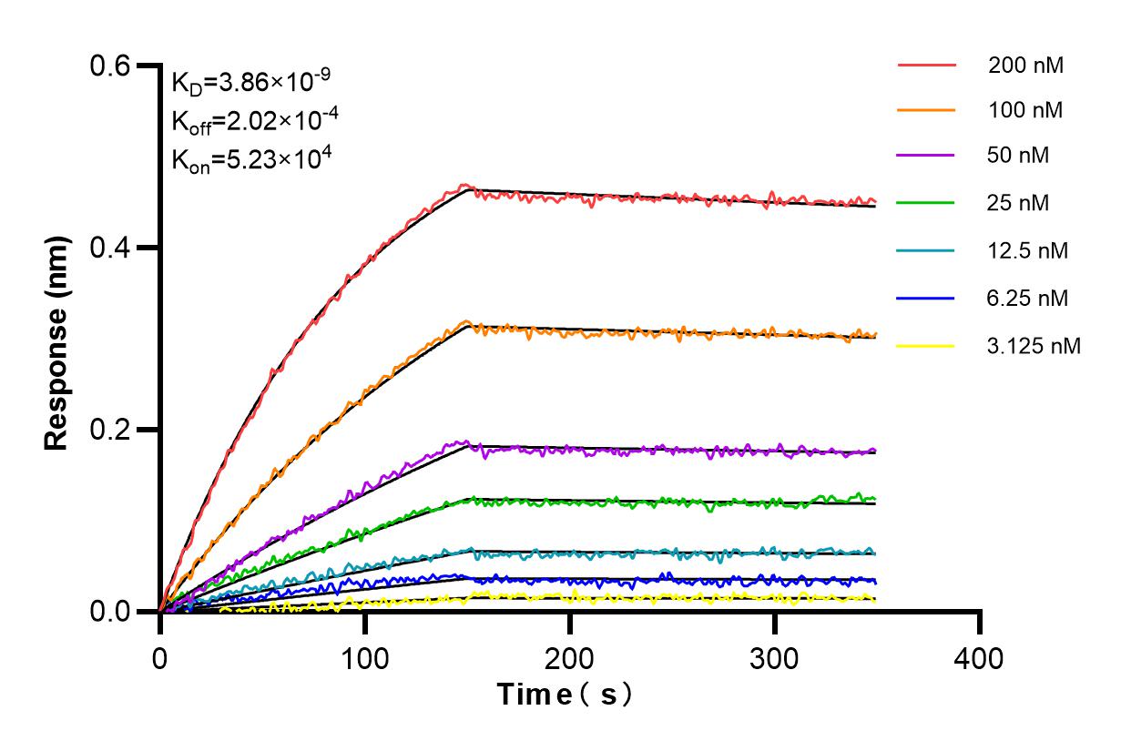 Affinity and Kinetic Characterization of 85018-4-RR