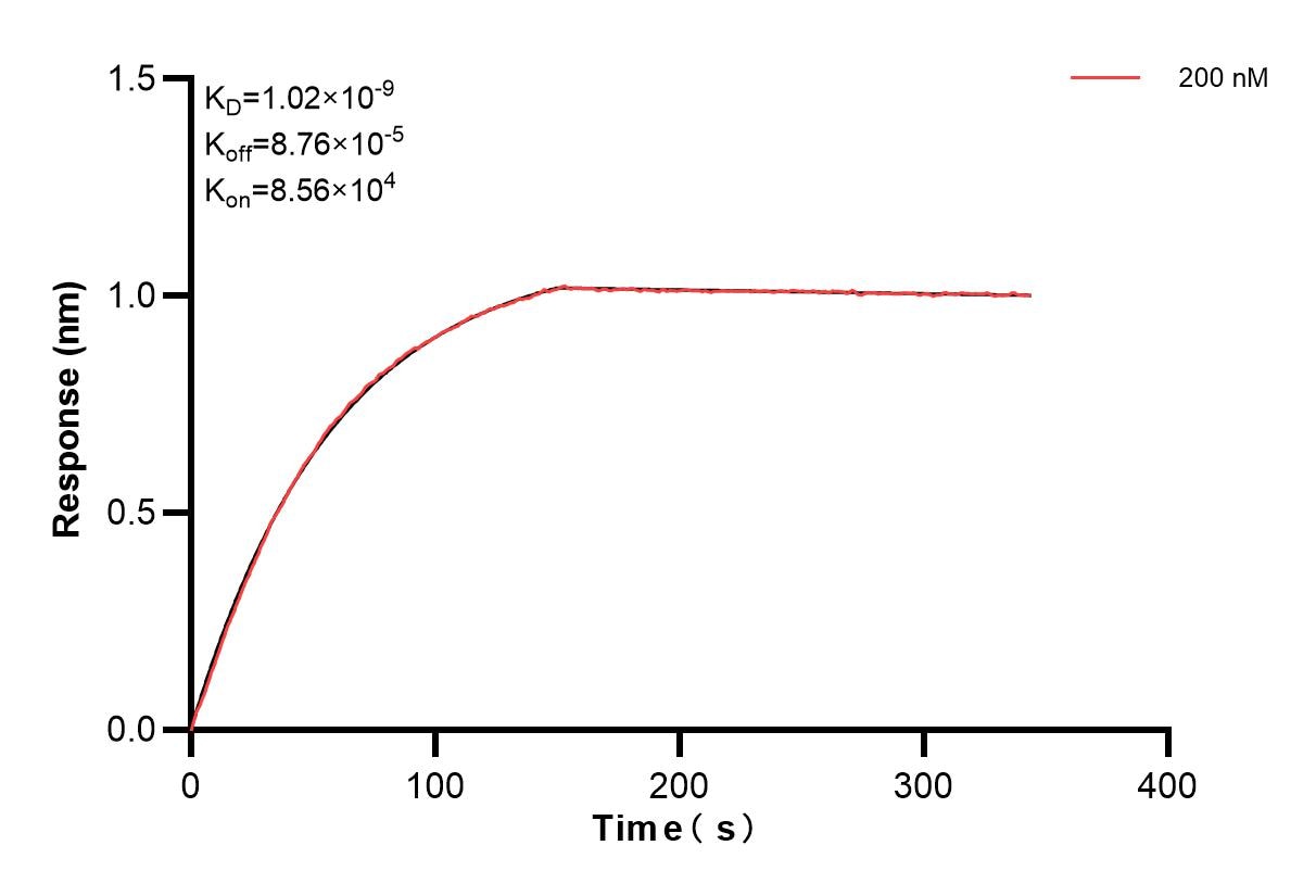 Biolayer interferometry (BLl) kinetic assay of 85022-2-PBS against Human DOCK11 was performed. The affinity constant is 1.02 nM. Affinity of 85022-2-PBS