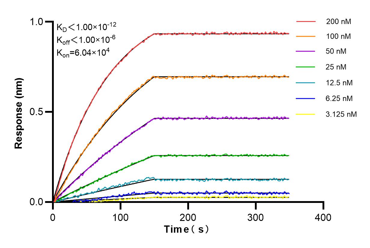 Affinity and Kinetic Characterization of 85022-3-RR