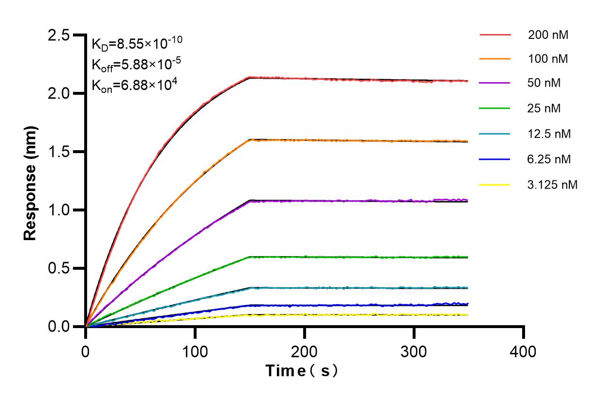 Affinity and Kinetic Characterization of 85023-2-RR