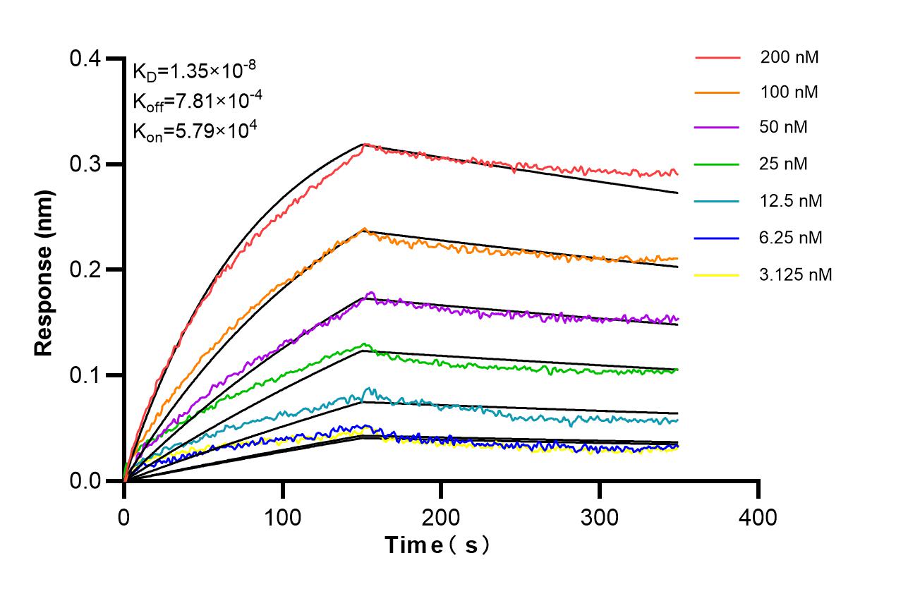 Affinity of 85025-6-RR Affinity of 85025-6-RR