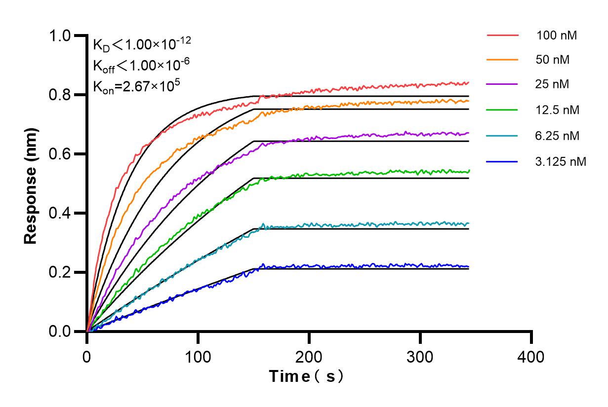 Affinity and Kinetic Characterization of 85028-2-PBS