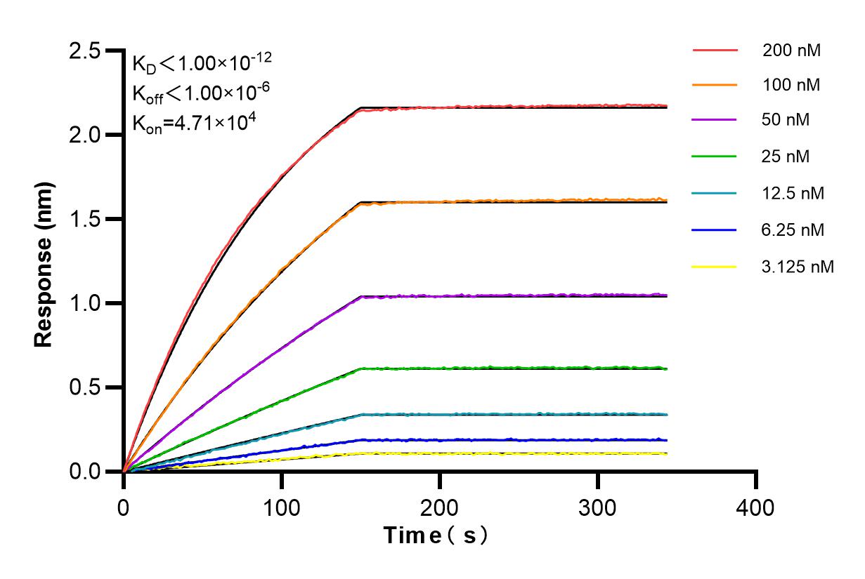 Affinity and Kinetic Characterization of 85029-4-RR