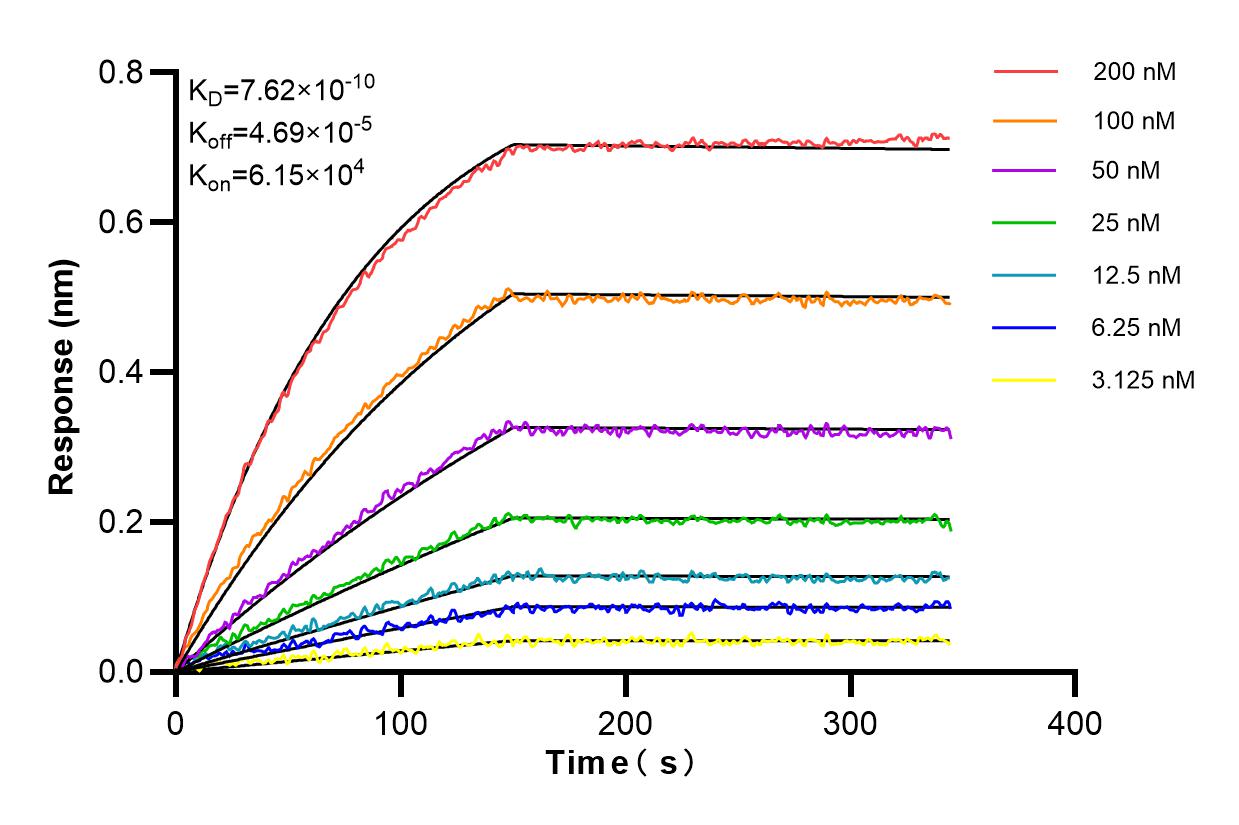 Affinity and Kinetic Characterization of 85030-5-RR