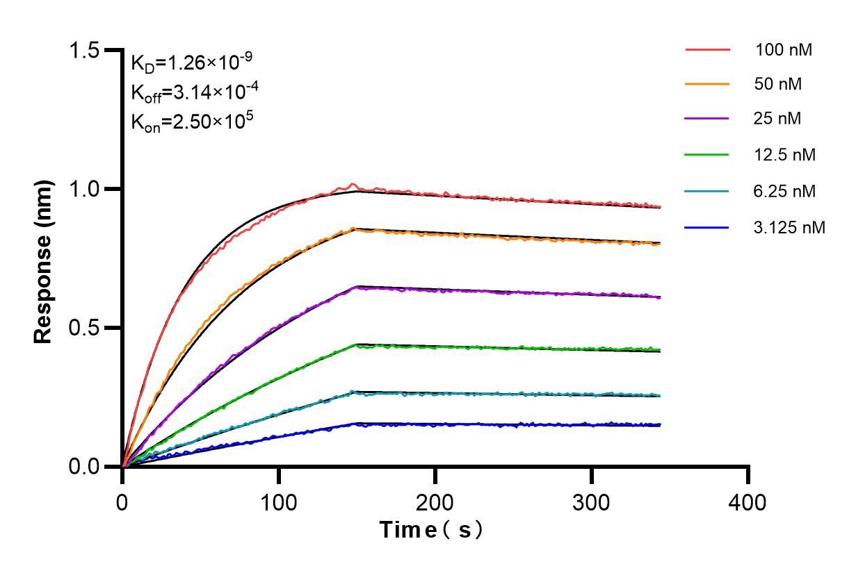 Affinity and Kinetic Characterization of 85031-5-RR
