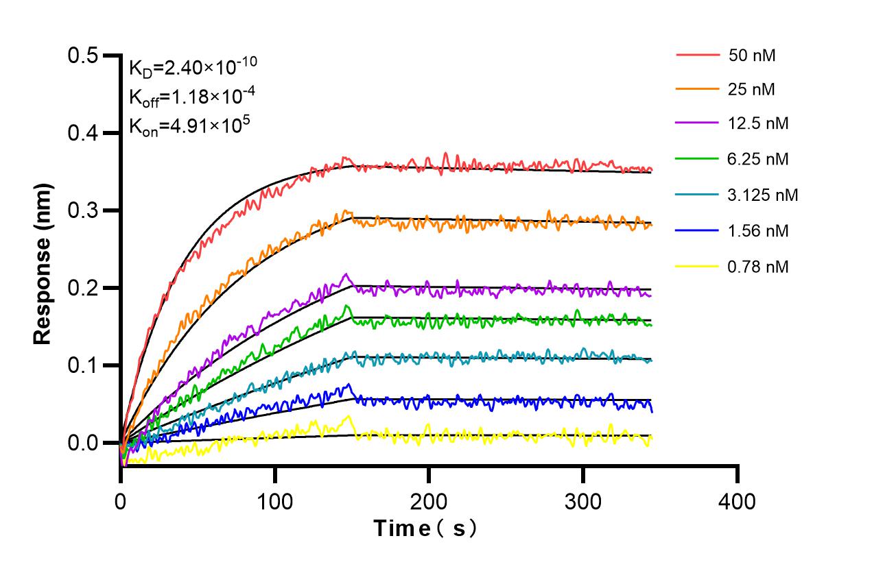 Biolayer interferometry (BLl) kinetic assays of 85035-2-RR against Mouse ICOS/CD278 were performed. The affinity constant is 0.24 nM. Affinity and Kinetic Characterization of 85035-2-RR
