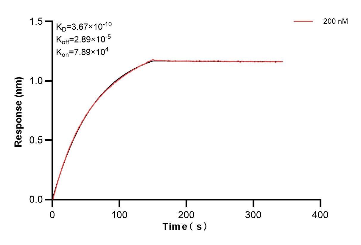 Biolayer interferometry (BLl) kinetic assay of 85037-4-PBS against Human SEC22B was performed. The affinity constant is 0.367 nM. Affinity of 85037-4-PBS