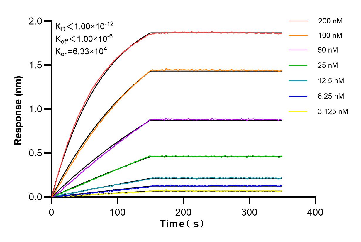 Affinity and Kinetic Characterization of 85040-5-RR