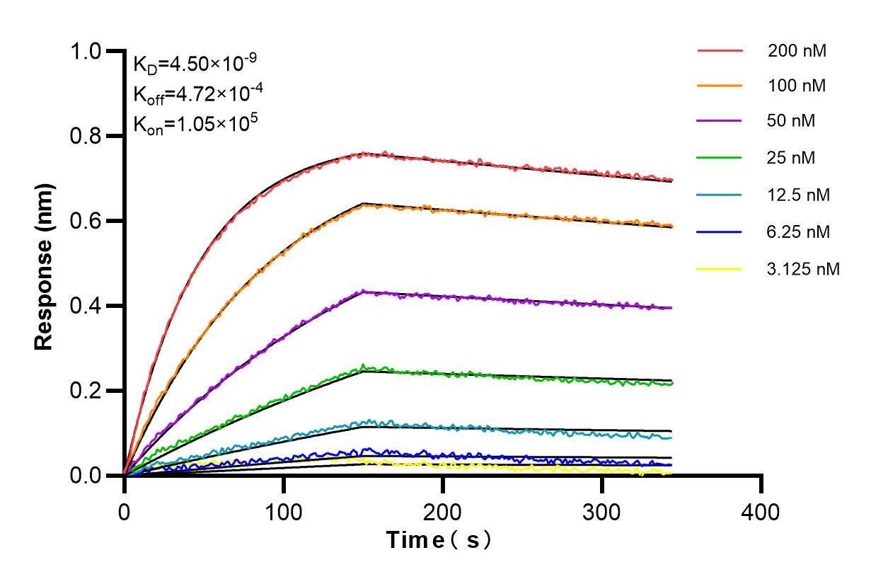 Affinity and Kinetic Characterization of 85042-1-RR