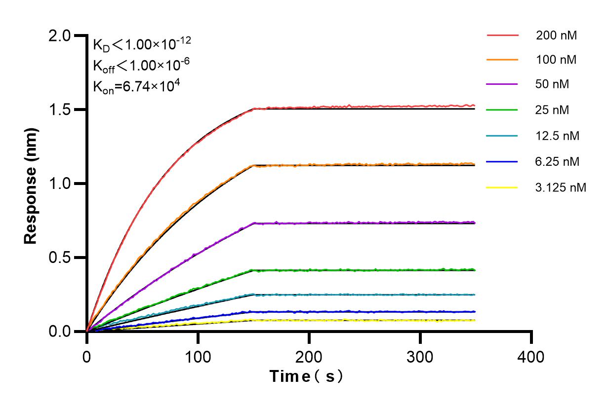 Affinity and Kinetic Characterization of 85048-5-RR