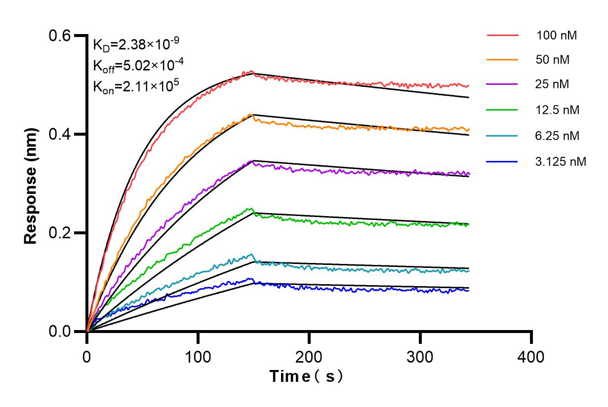 Affinity and Kinetic Characterization of 85050-1-RR