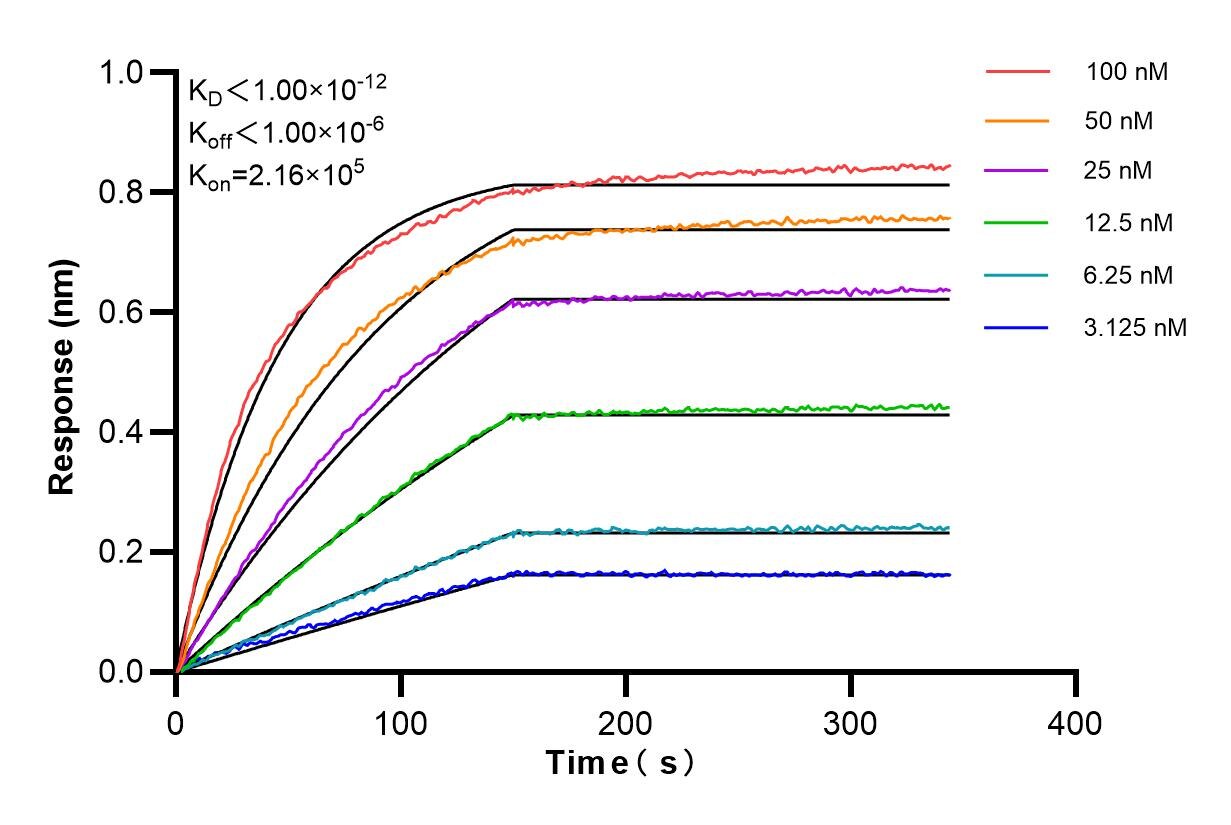 Affinity and Kinetic Characterization of 85054-2-RR