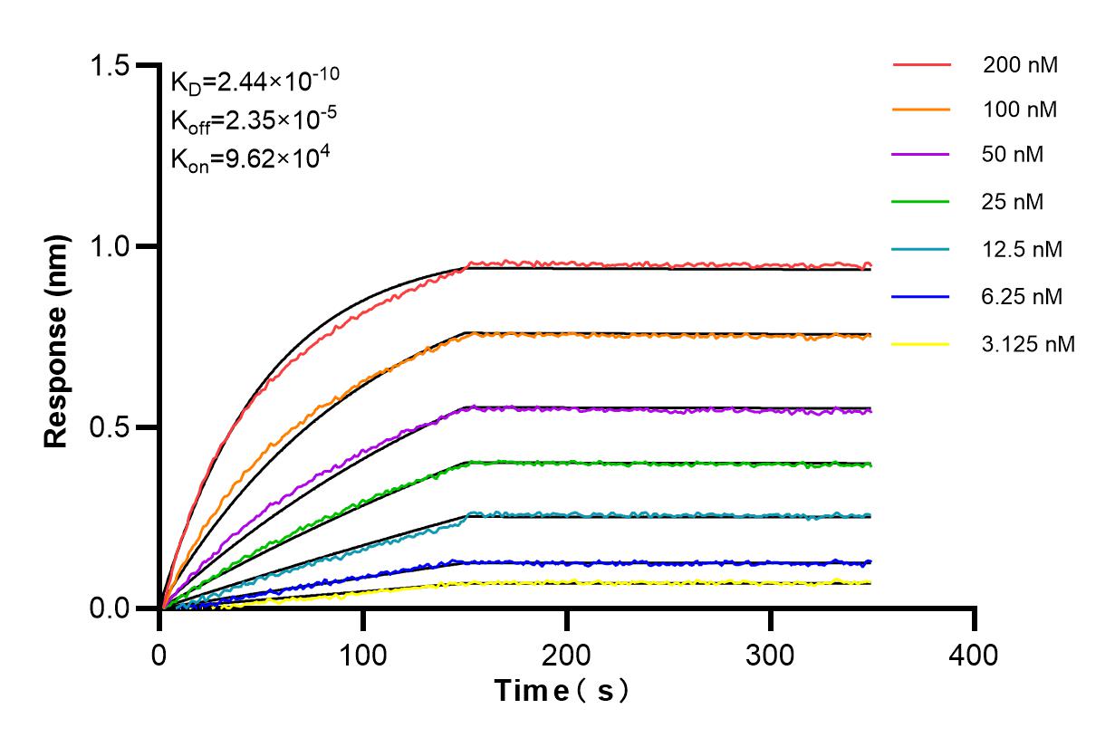 Affinity and Kinetic Characterization of 85055-4-RR