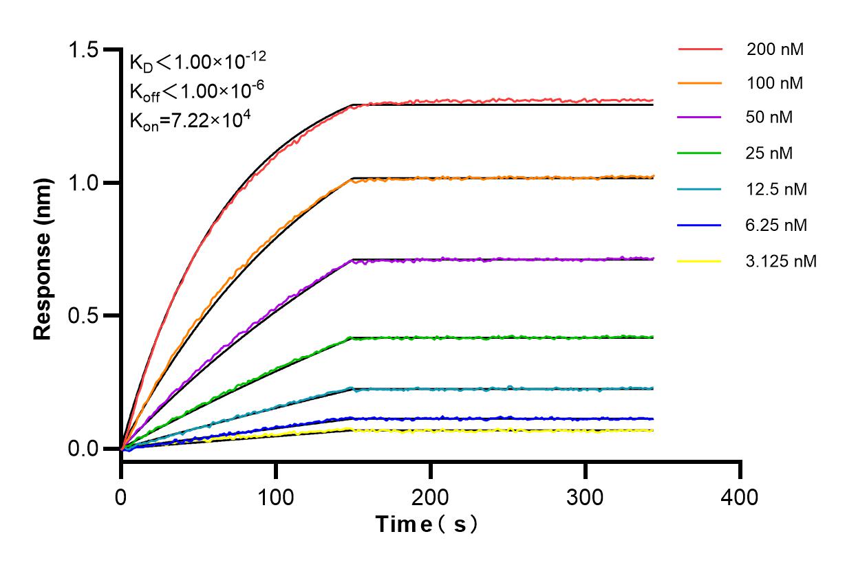 Affinity and Kinetic Characterization of 85056-3-RR