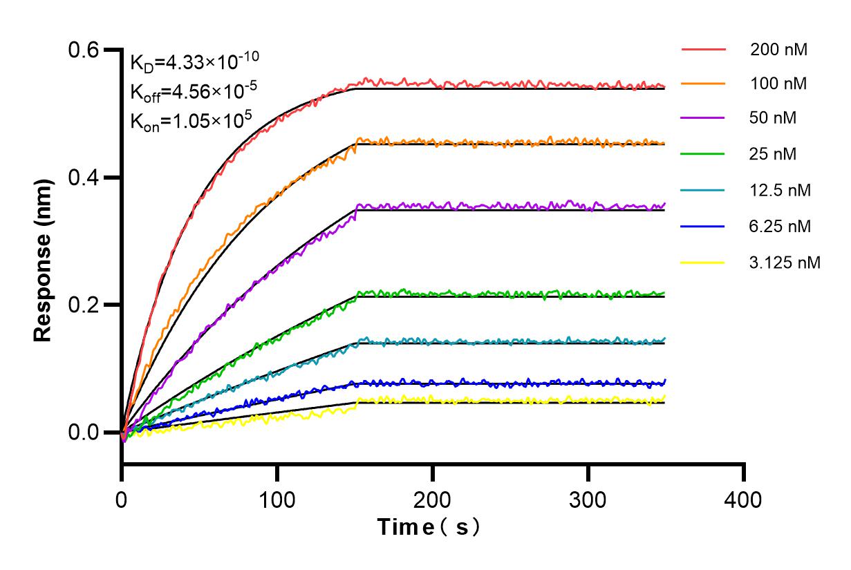 Affinity and Kinetic Characterization of 85058-4-RR