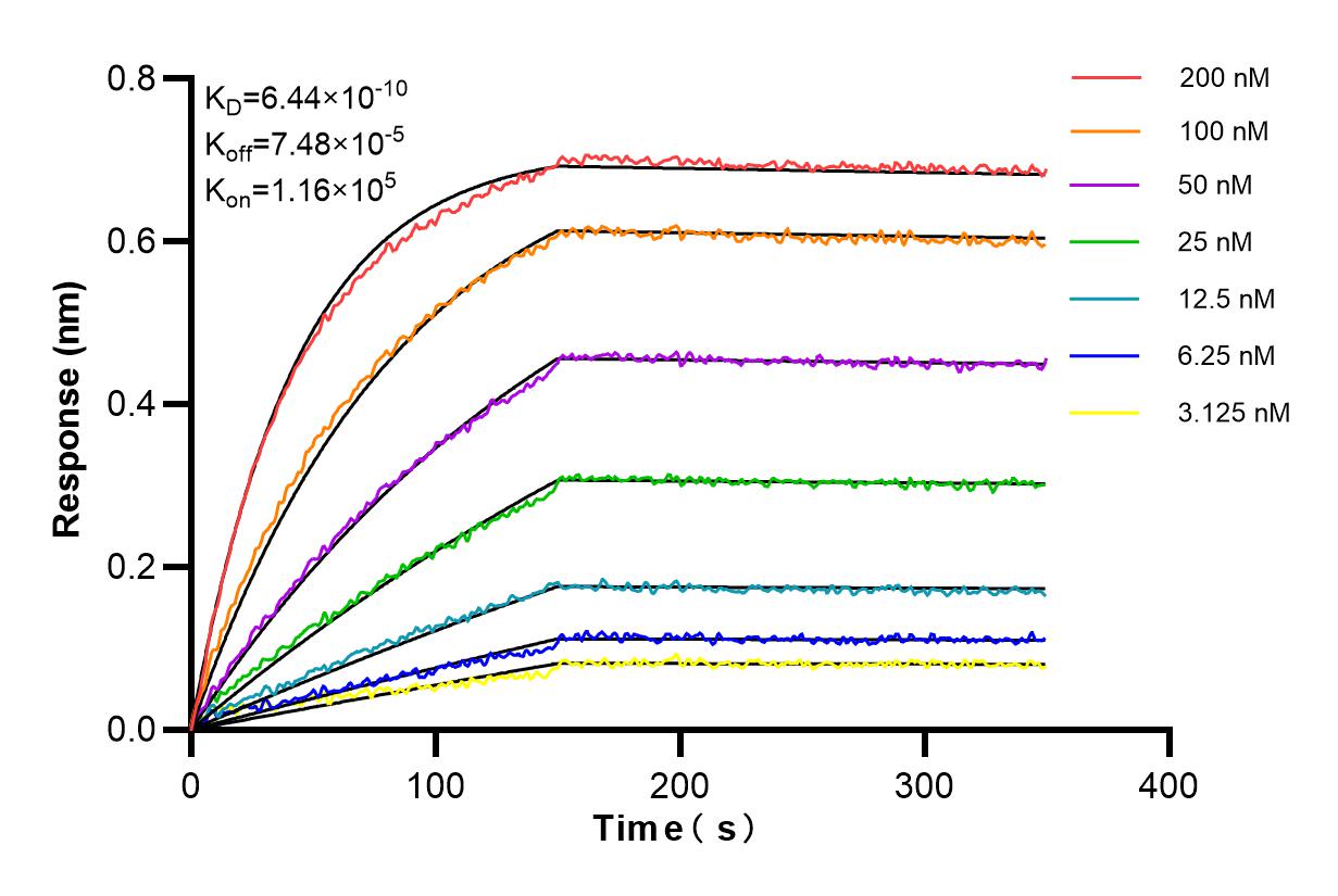 Affinity and Kinetic Characterization of 85063-4-RR