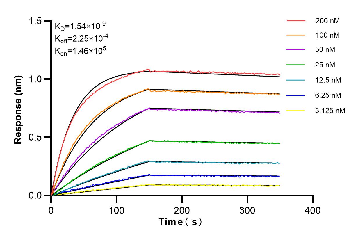Affinity and Kinetic Characterization of 85064-1-RR