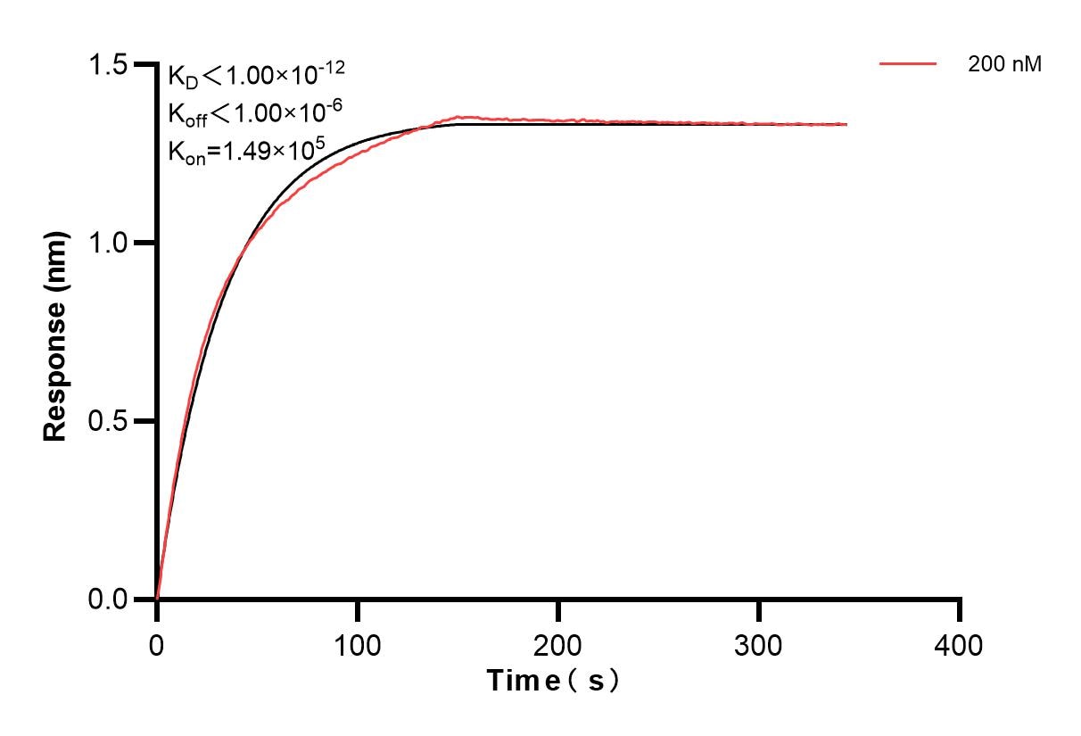 Biolayer interferometry (BLl) kinetic assay of 85064-3-PBS against Human SIGMAR1 was performed. The affinity constant is below 1 pM. Affinity of 85064-3-PBS