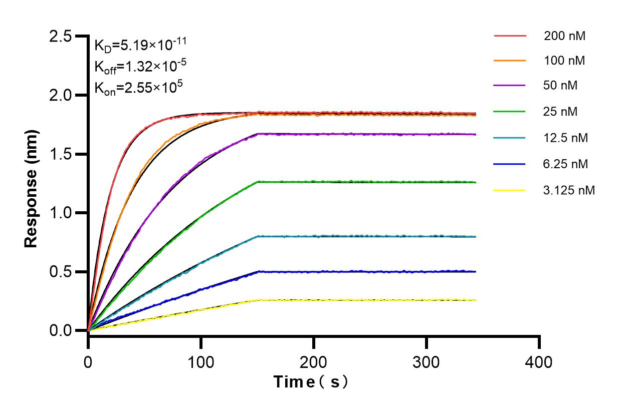 Affinity and Kinetic Characterization of 85065-3-RR