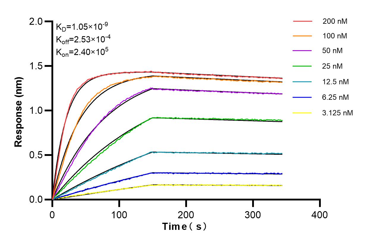 Affinity and Kinetic Characterization of 85069-4-RR