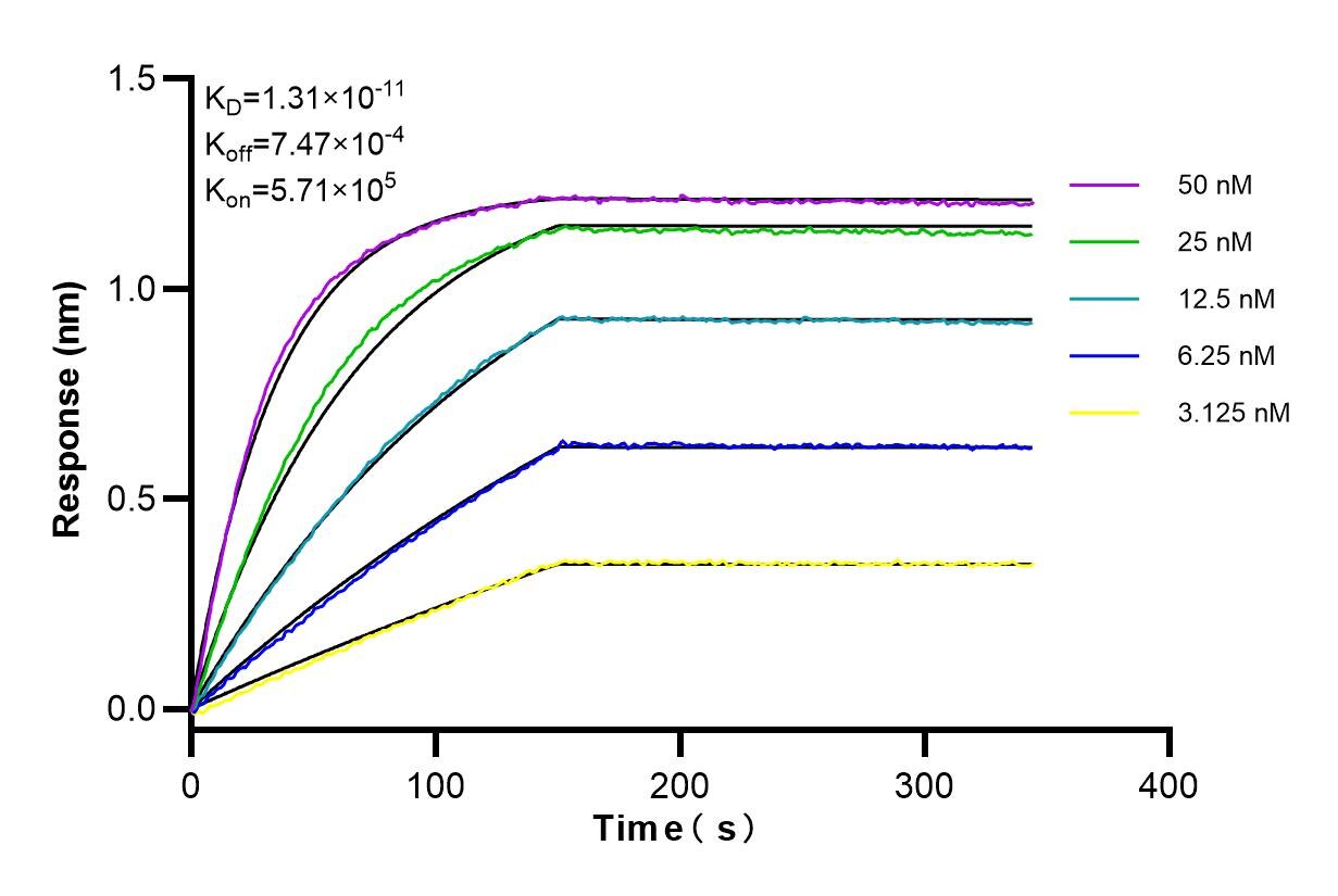 Affinity and Kinetic Characterization of 85072-5-RR