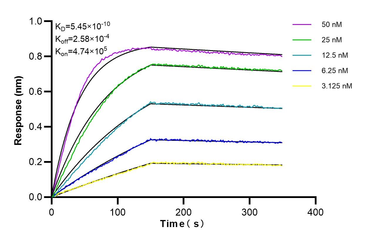 Affinity and Kinetic Characterization of 85078-1-RR