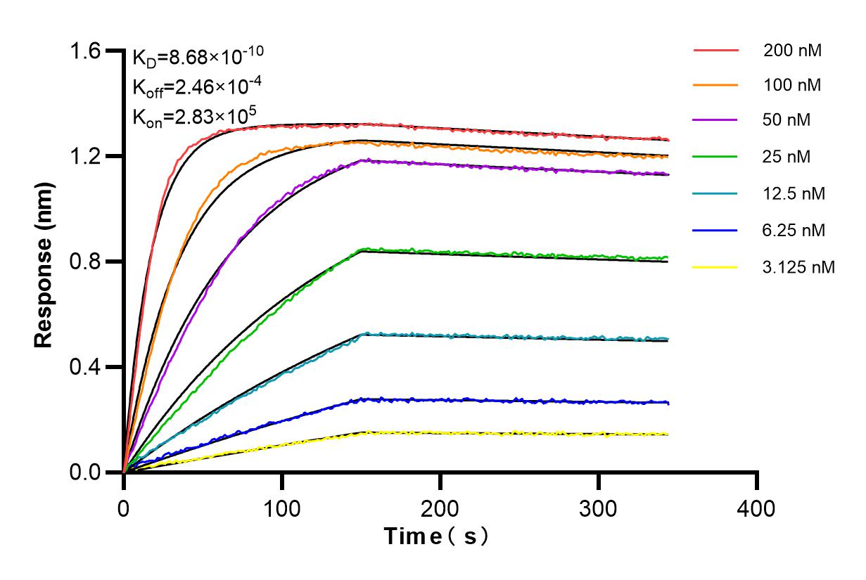 Affinity and Kinetic Characterization of 85078-5-RR