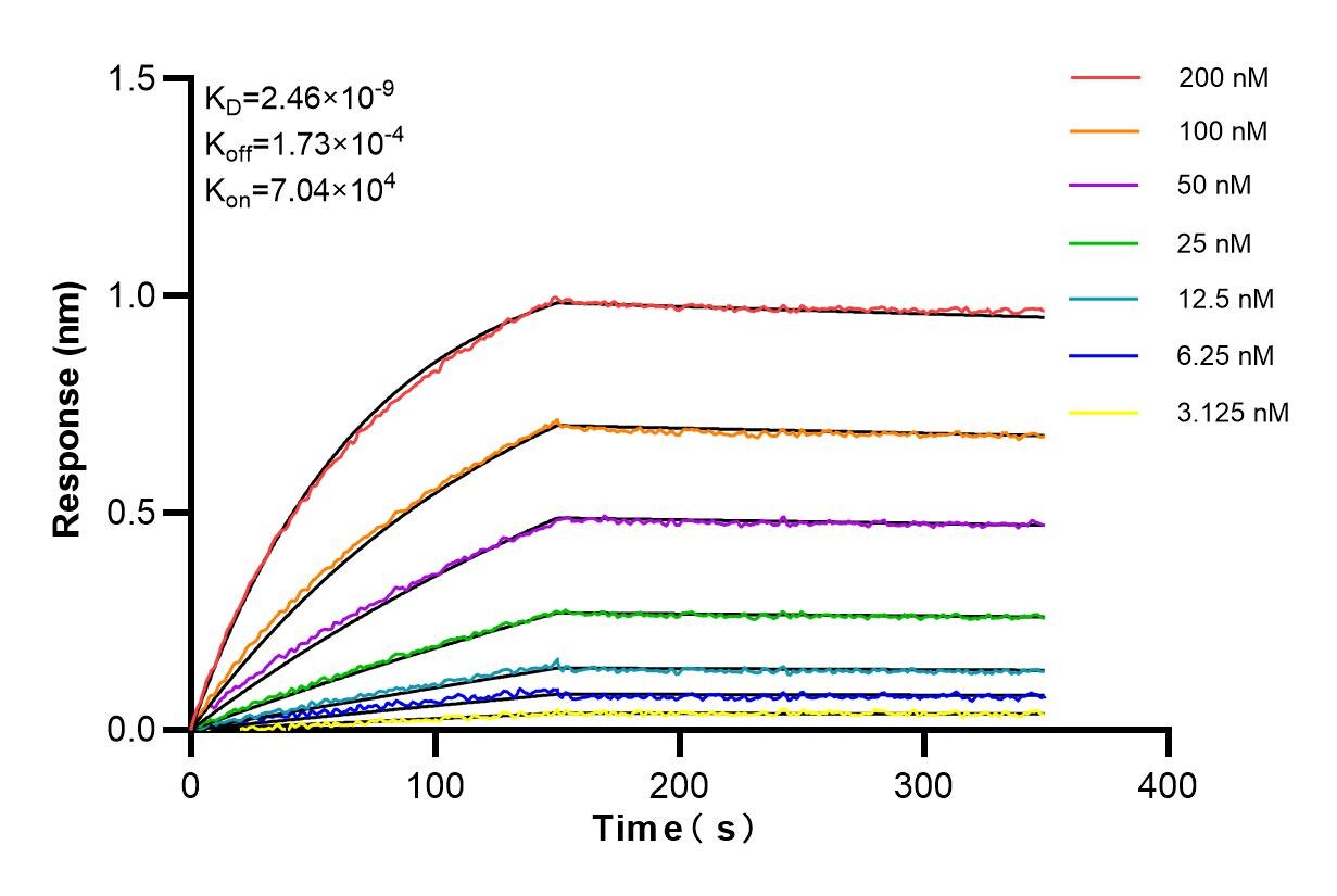 Affinity and Kinetic Characterization of 85081-4-RR