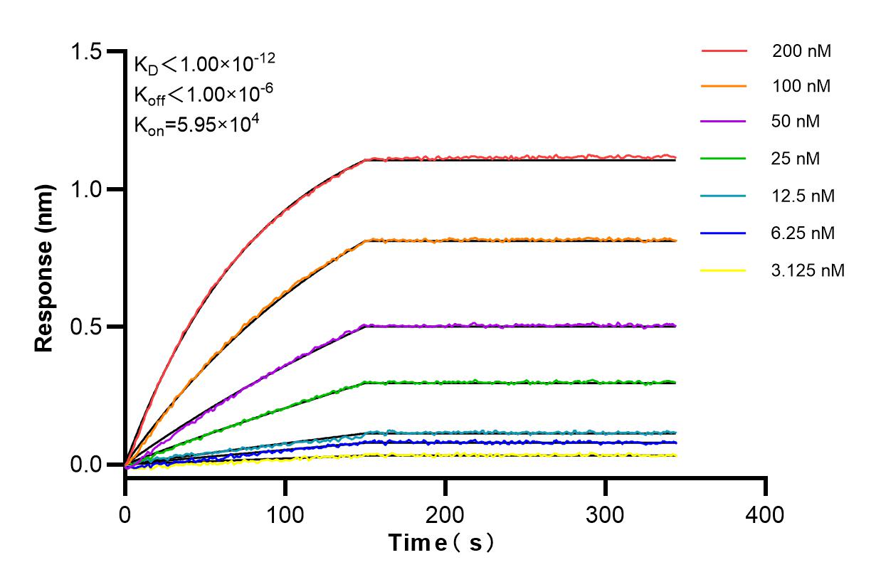 Affinity and Kinetic Characterization of 85084-1-RR