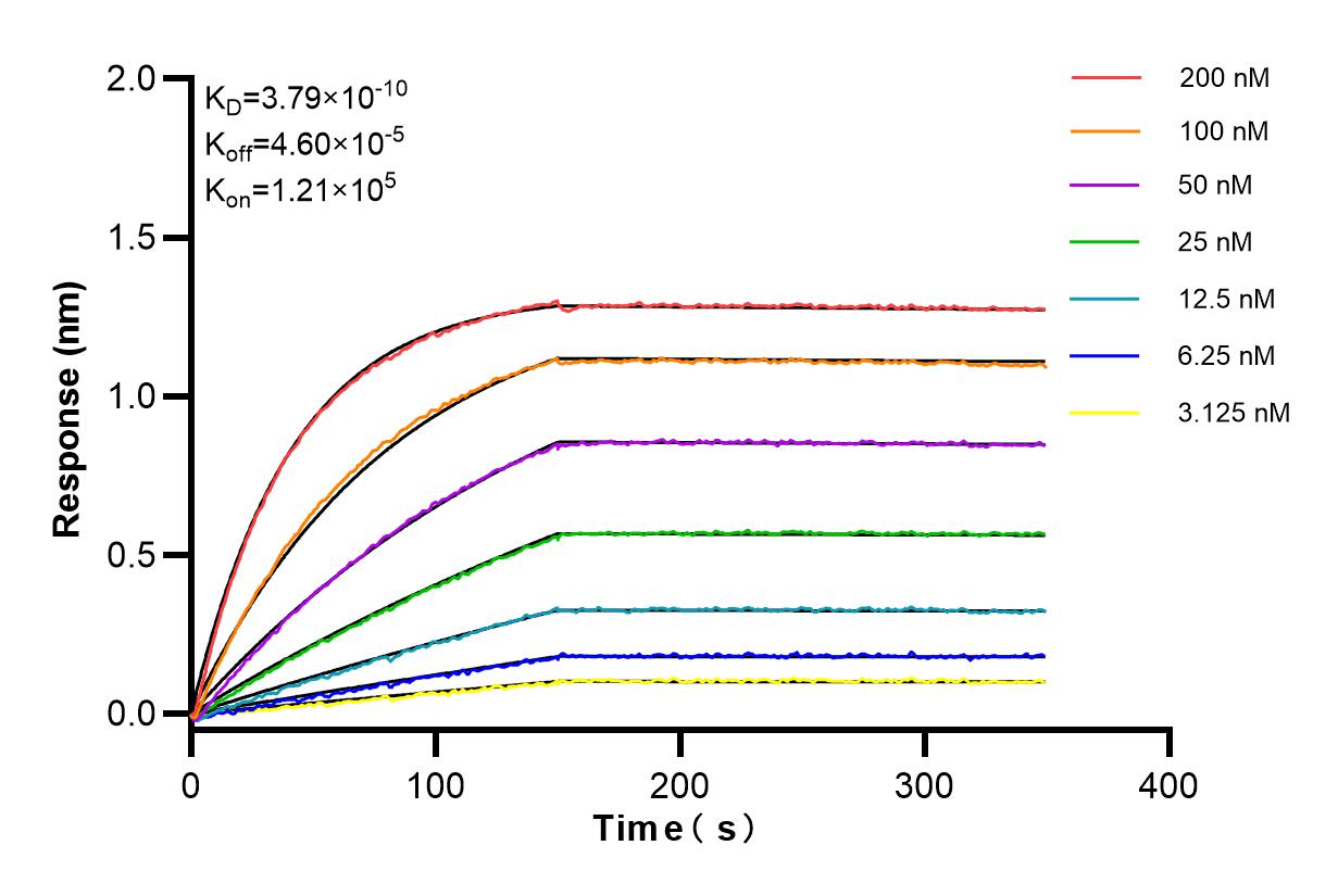 Affinity and Kinetic Characterization of 85099-1-RR