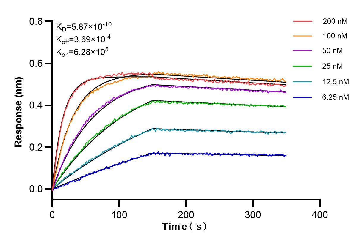 Affinity and Kinetic Characterization of 85112-4-RR