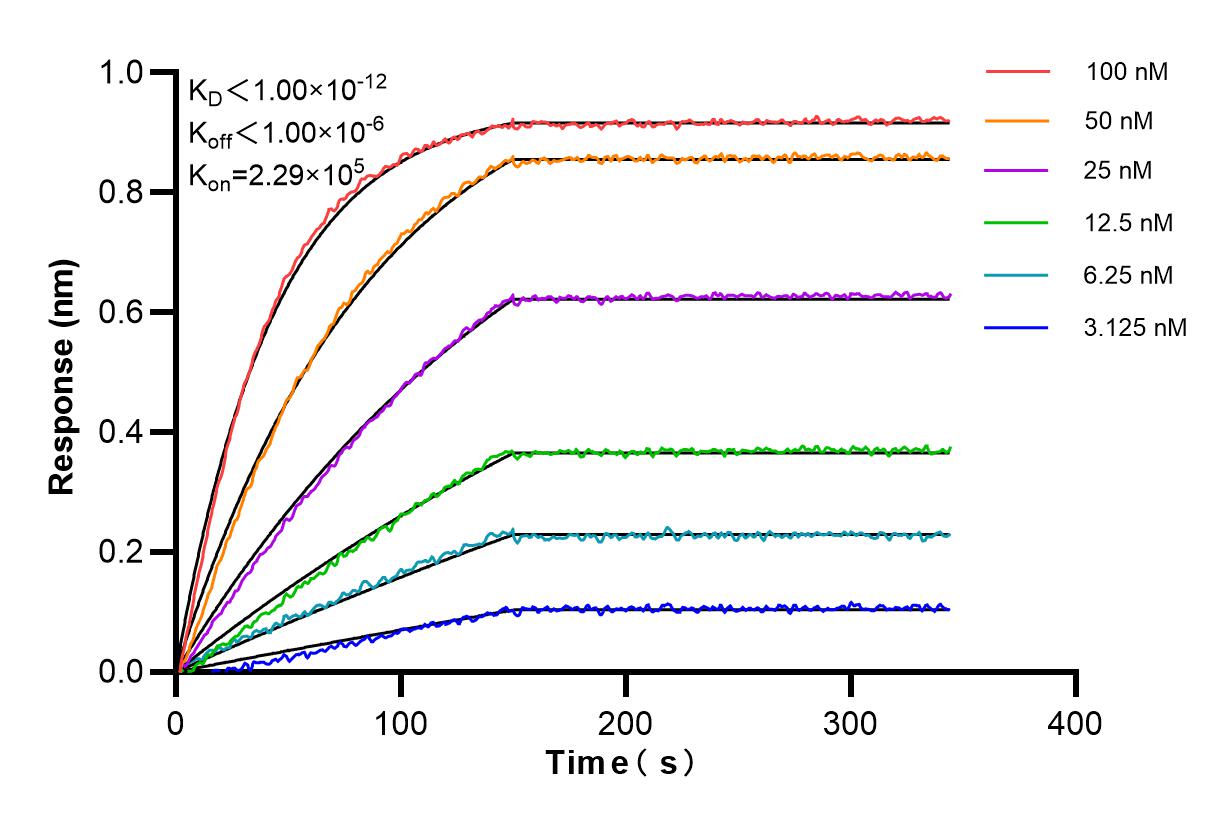 Affinity and Kinetic Characterization of 85113-4-RR