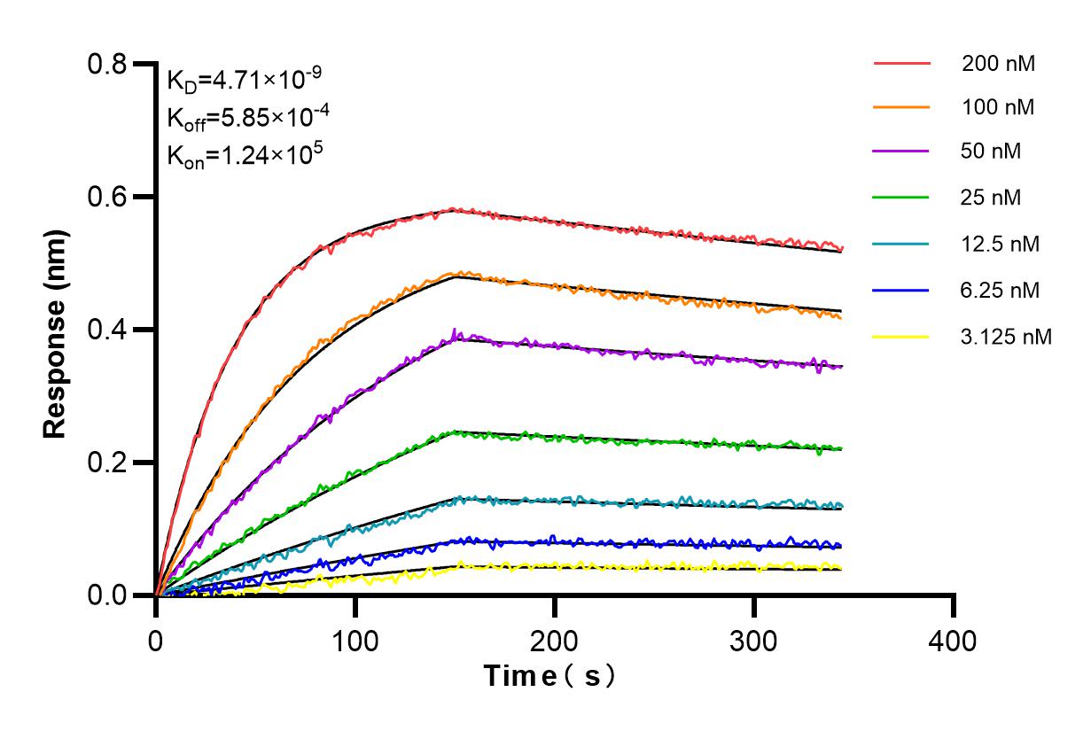 Affinity and Kinetic Characterization of 85114-1-RR