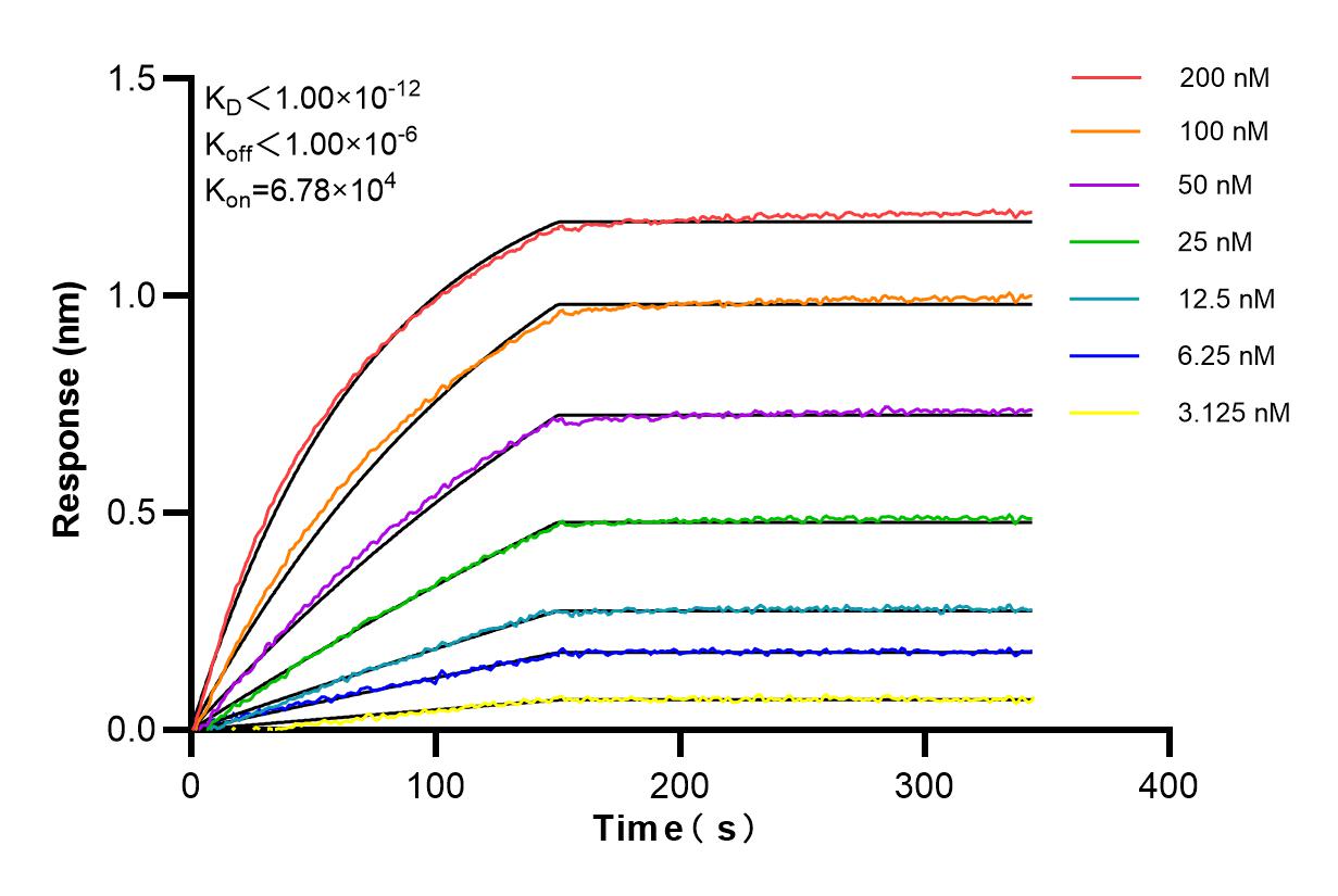 Affinity and Kinetic Characterization of 85116-4-RR