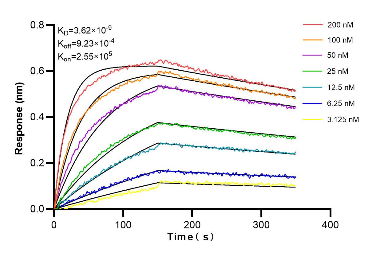Affinity and Kinetic Characterization of 85119-2-RR