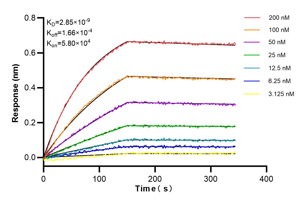 Affinity and Kinetic Characterization of 85121-4-RR