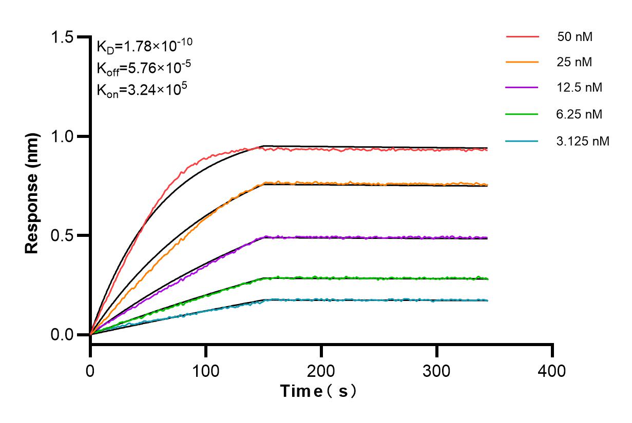 Affinity and Kinetic Characterization of 85129-3-RR