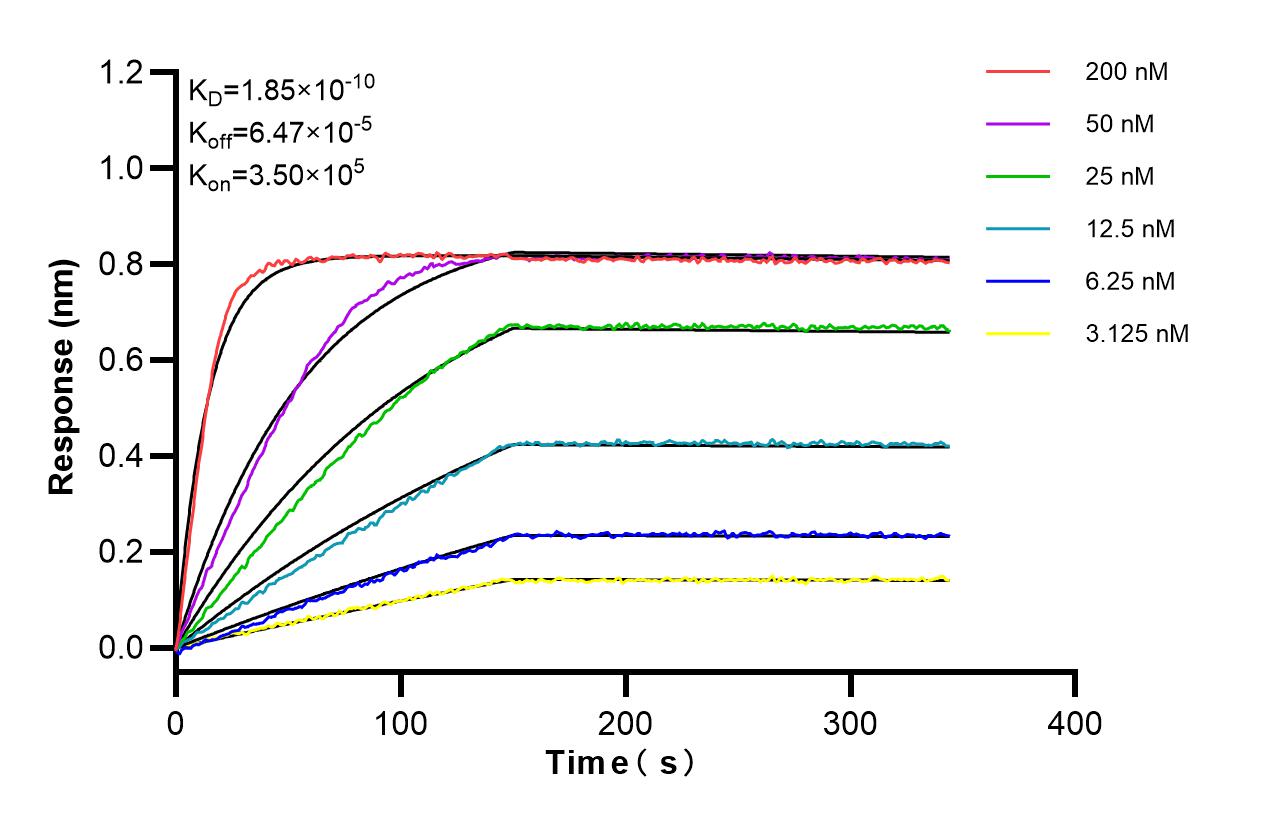 Affinity and Kinetic Characterization of 85129-5-RR