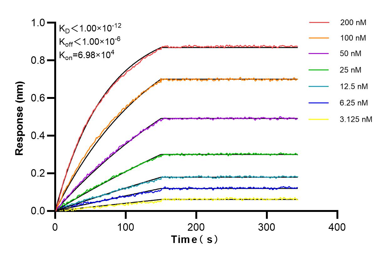 Affinity and Kinetic Characterization of 85134-5-RR
