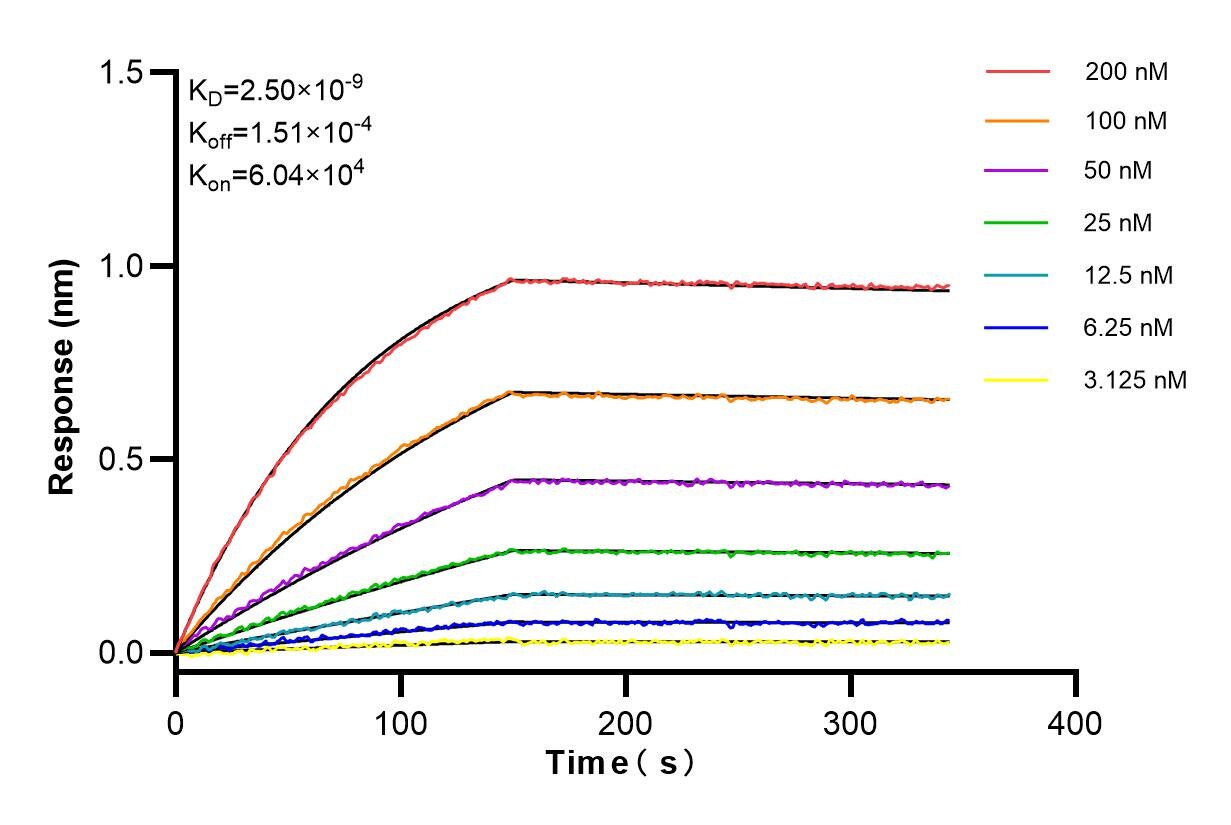 Affinity and Kinetic Characterization of 85136-1-RR