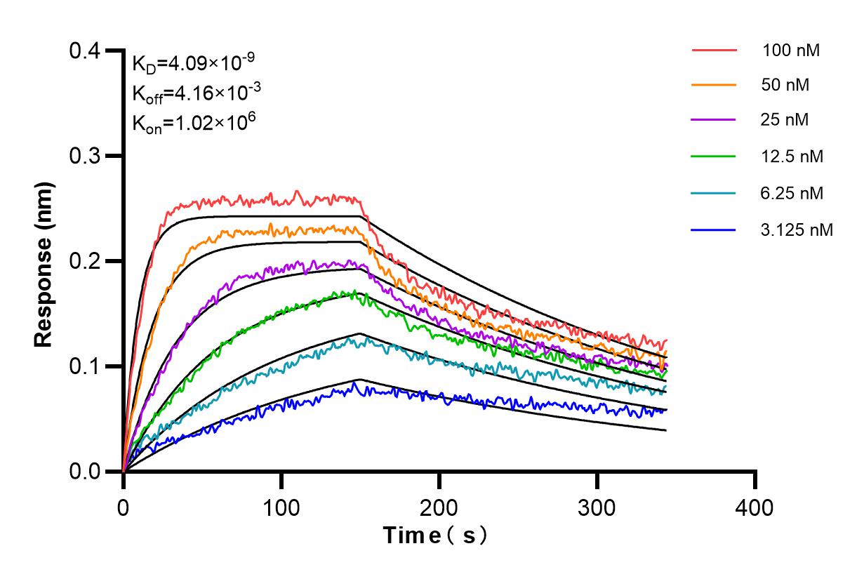 Affinity and Kinetic Characterization of 85137-2-RR