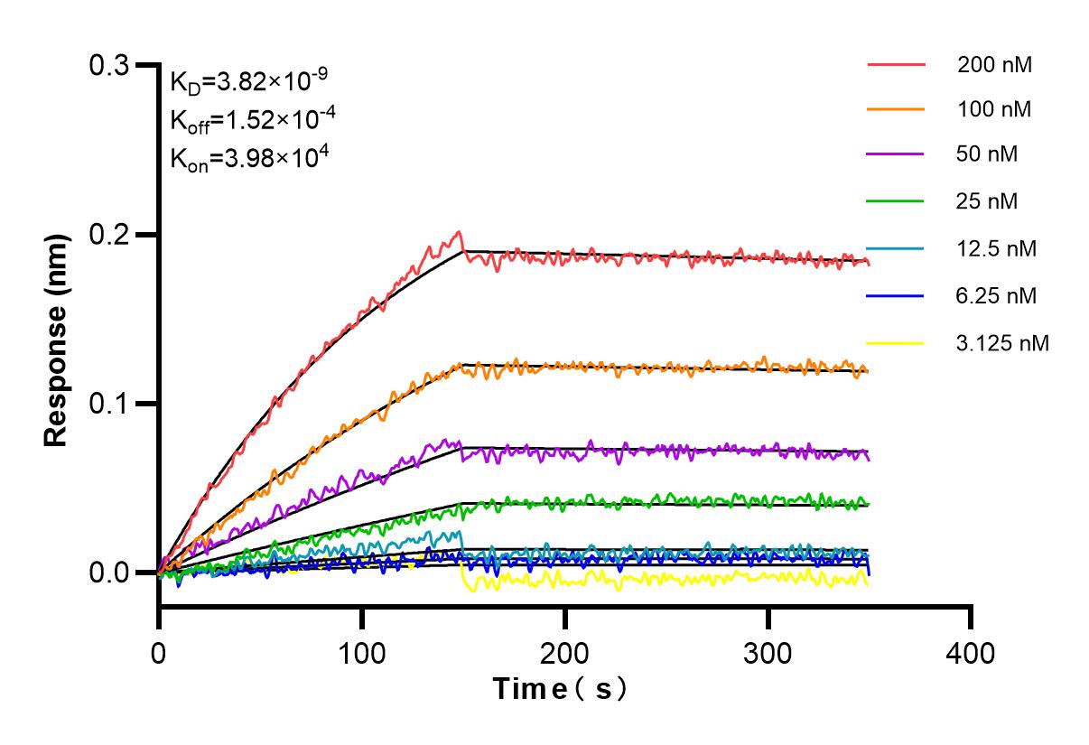 Biolayer interferometry (BLl) kinetic assays of 85137-4-RR against Human RNF128 were performed. The affinity constant is 3.82 nM. Affinity and Kinetic Characterization of 85137-4-RR