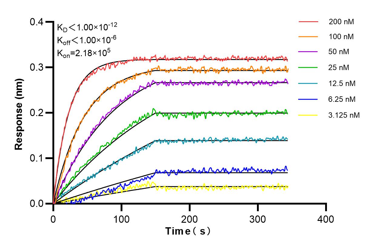Affinity and Kinetic Characterization of 85141-4-RR