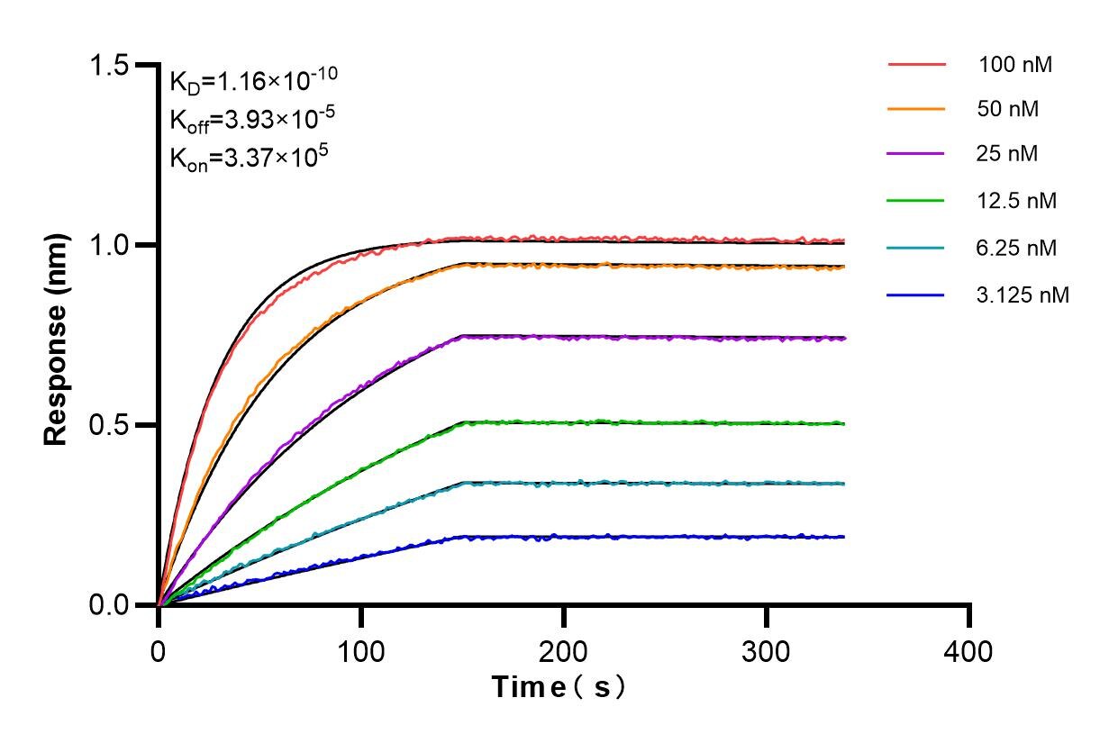 Affinity and Kinetic Characterization of 85142-2-RR