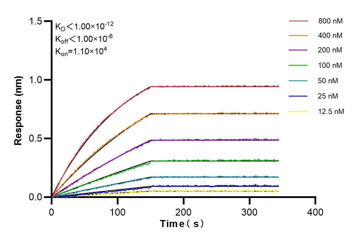 Affinity and Kinetic Characterization of 85143-5-RR
